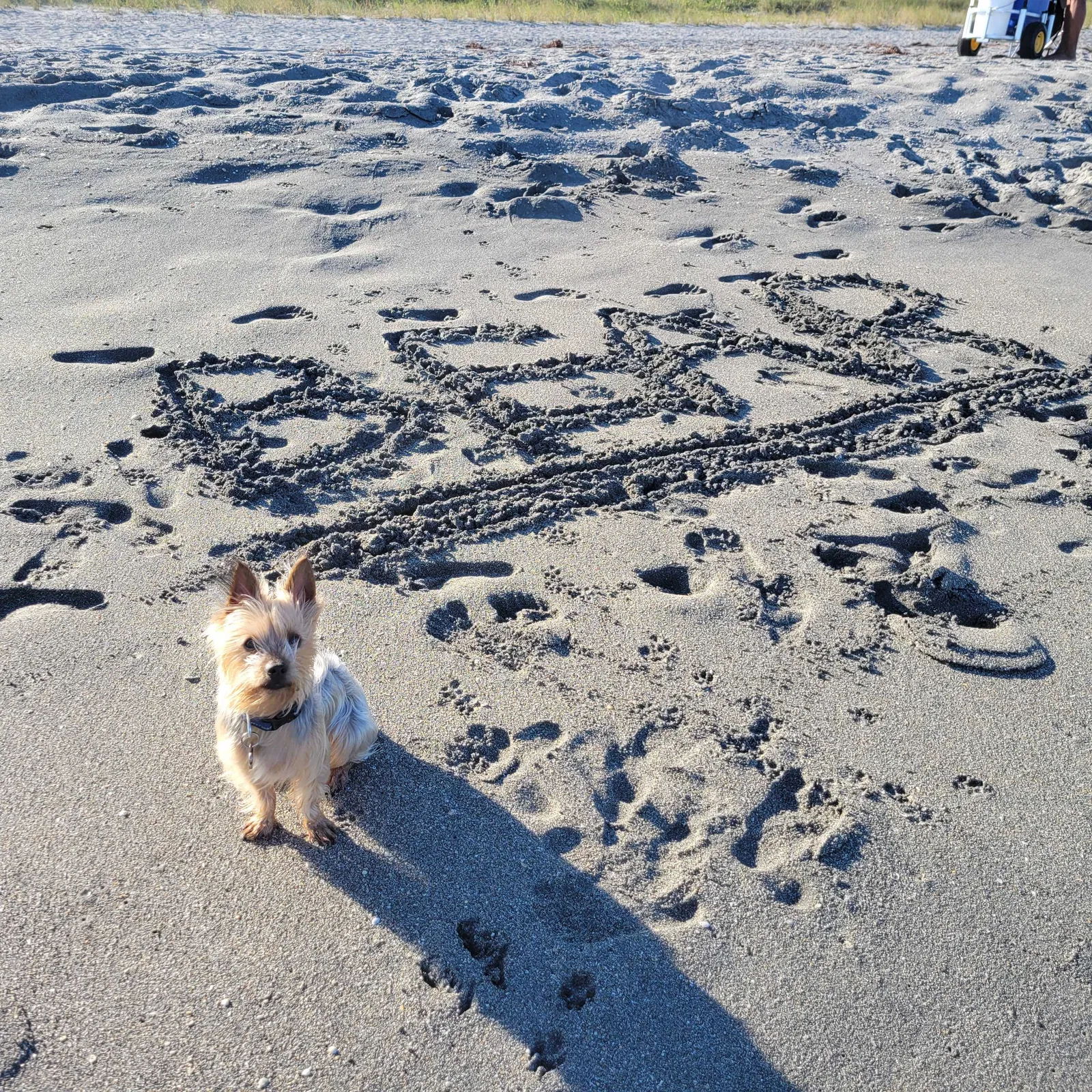 Lost dog in Port Saint Lucie, FL, 34953