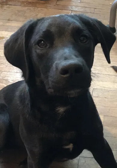 Lost dog in Los Angeles, CA, 90018