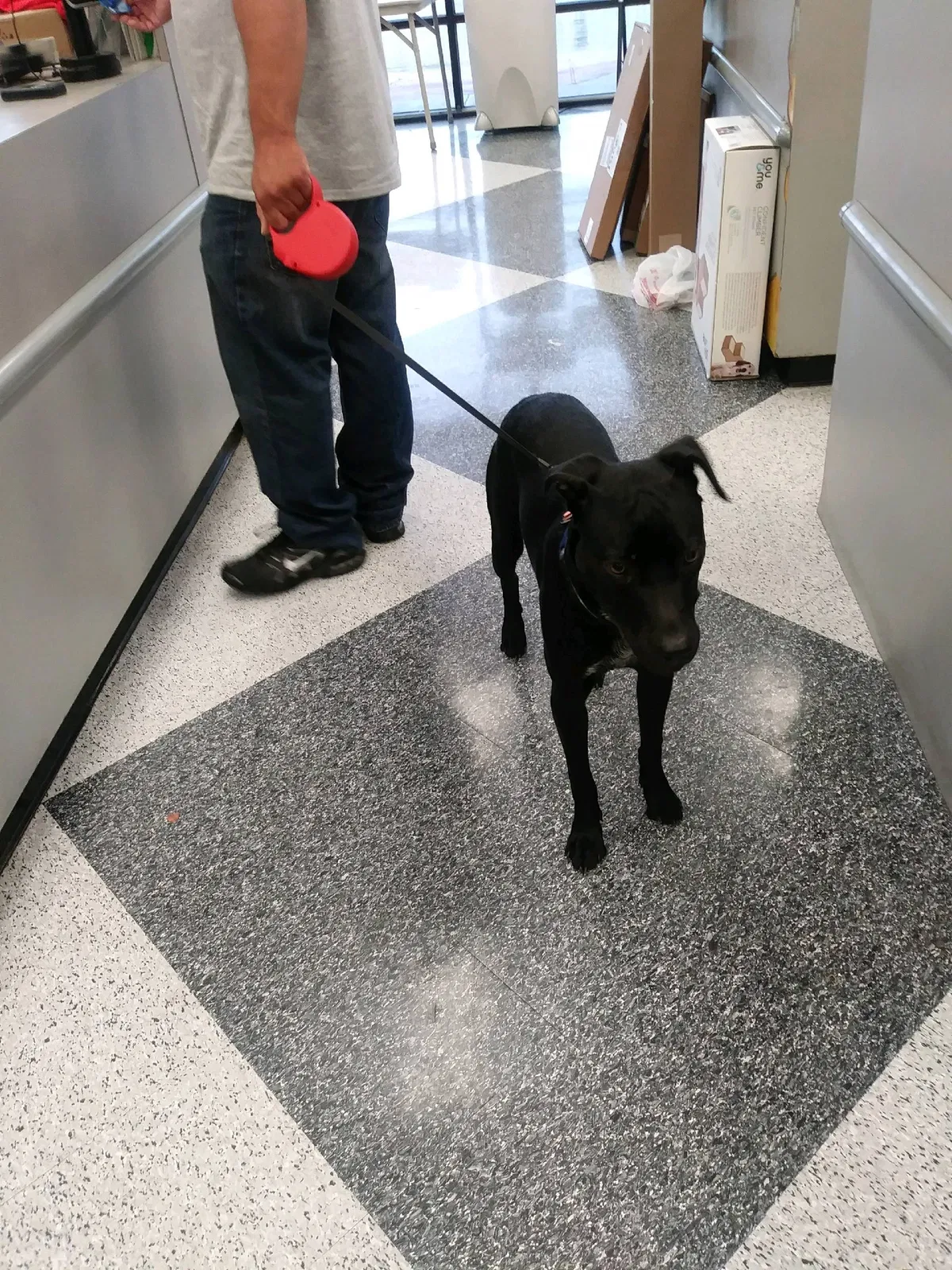 Lost dog in Katy, TX, 77493