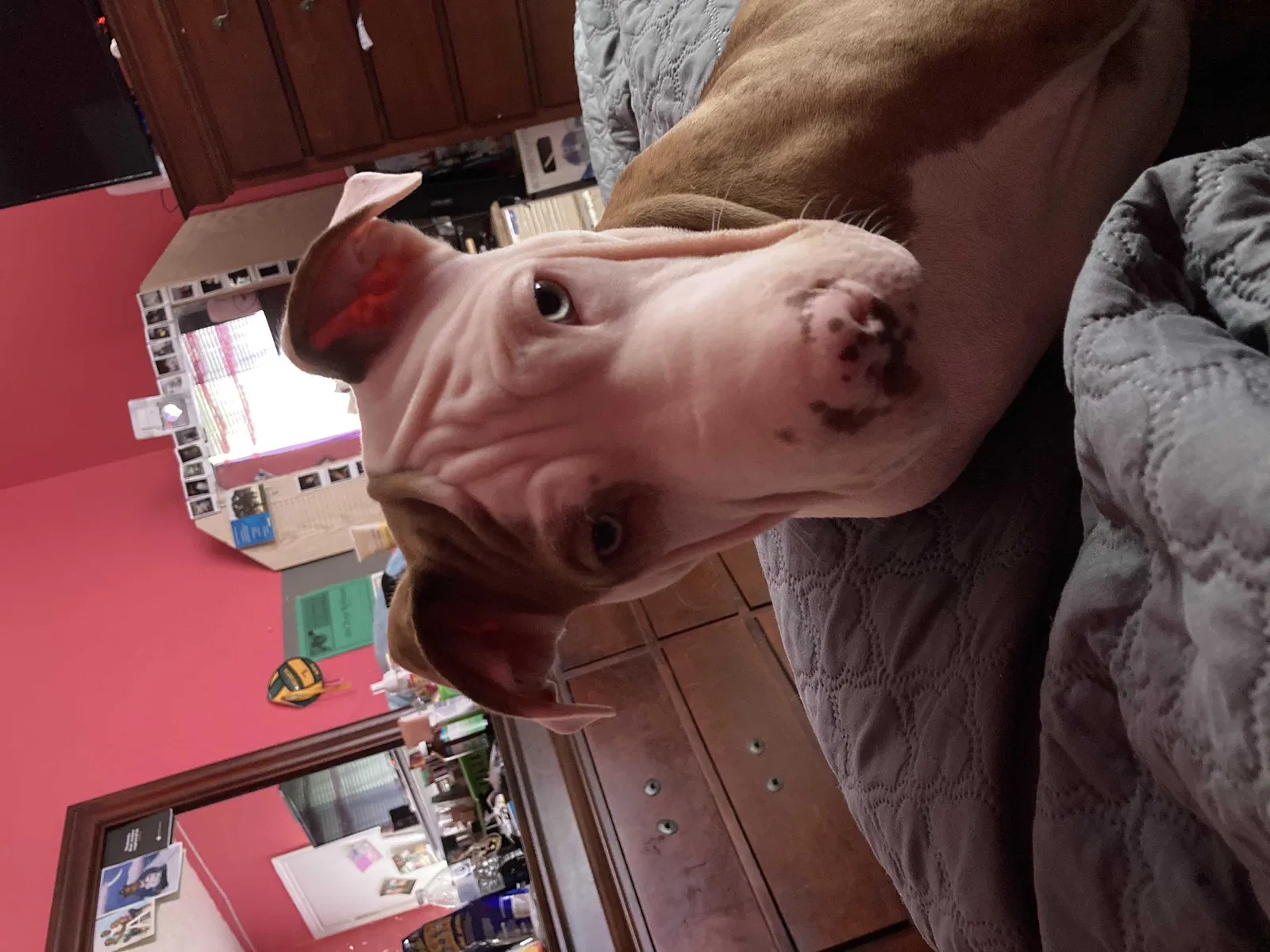 Lost dog in Red Oak, TX, 75154