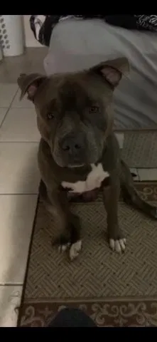 Lost dog in Cape Coral, FL, 33990