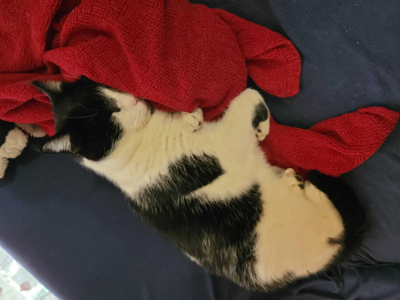 Lost cat in Oak Ridge, TN, 37830
