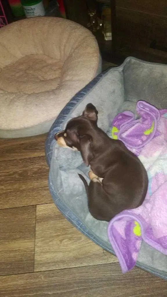 Lost dog in Hickory, NC, 28601
