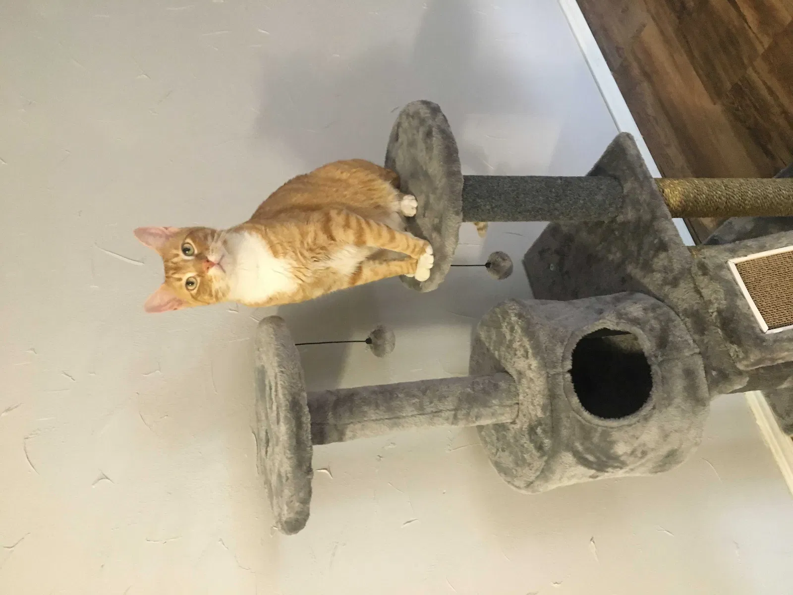Lost cat in Oklahoma City, OK, 73160