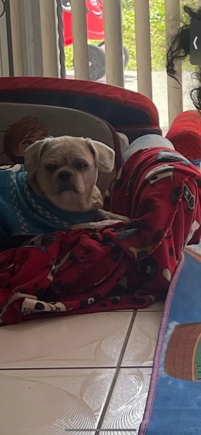 Lost dog in Miami Gardens, FL, 33056