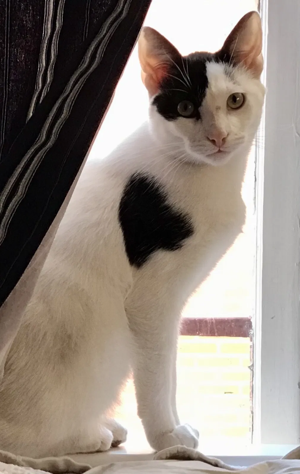 Lost cat in San Antonio, TX, 78212