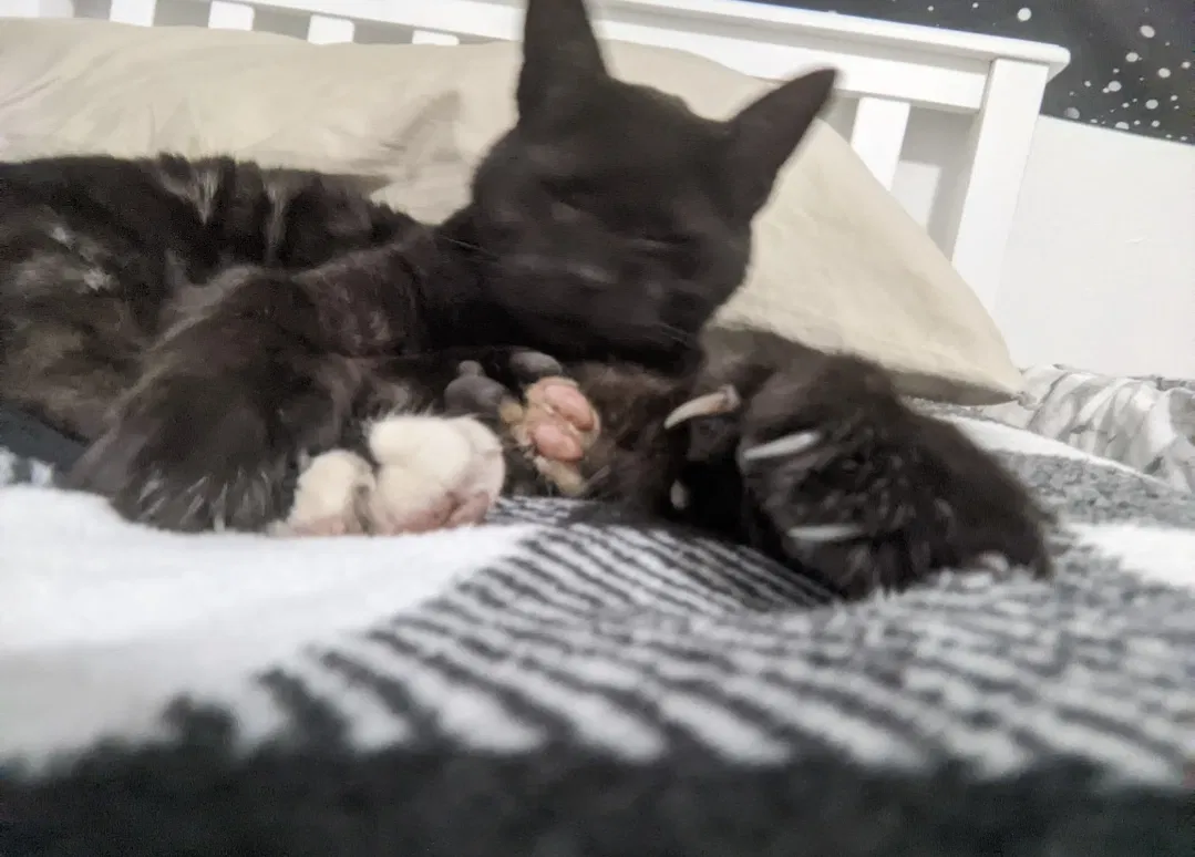 Lost cat in Cape Coral, FL, 33909