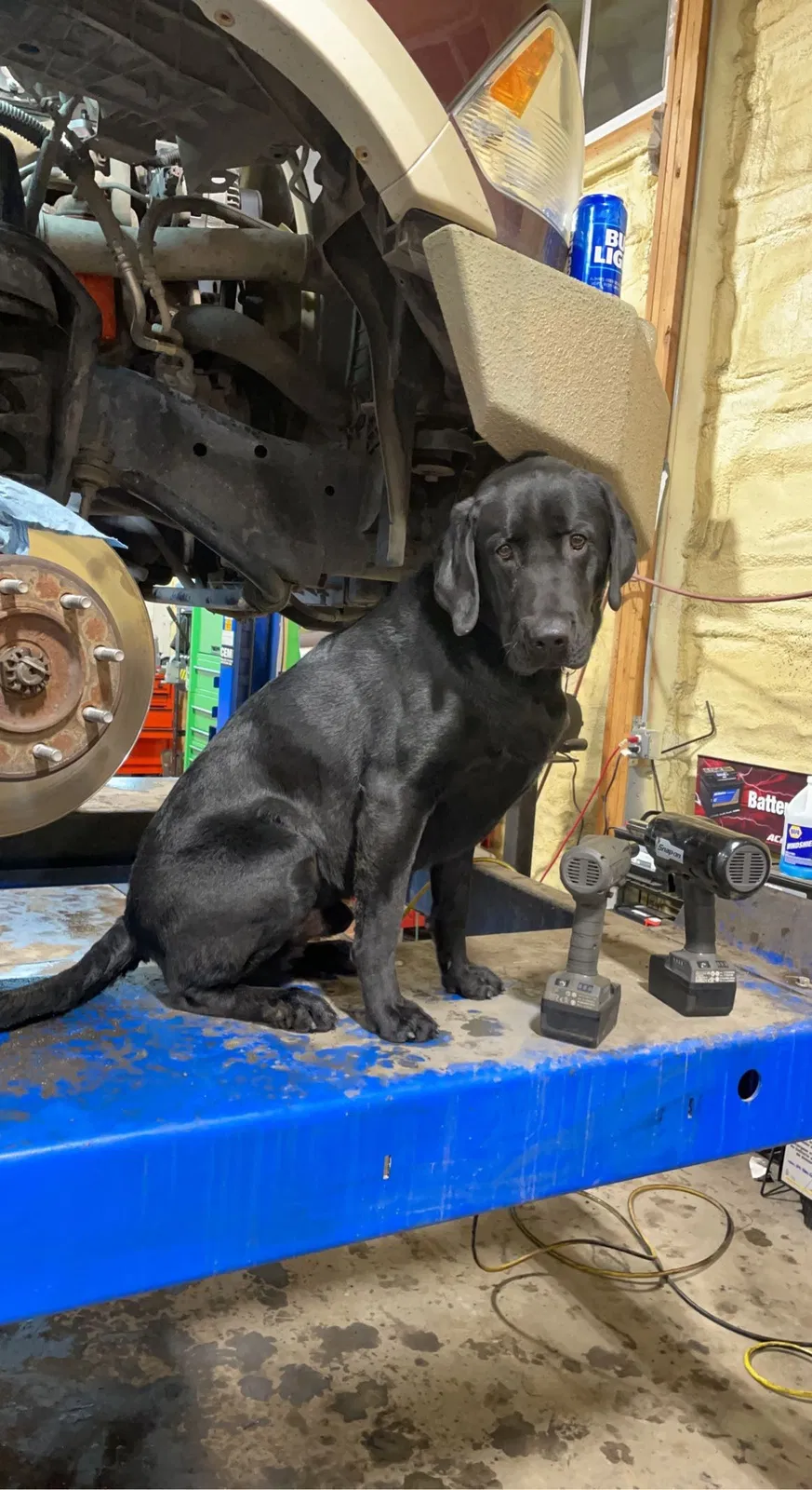 Lost dog in Airway Heights, WA, 99001