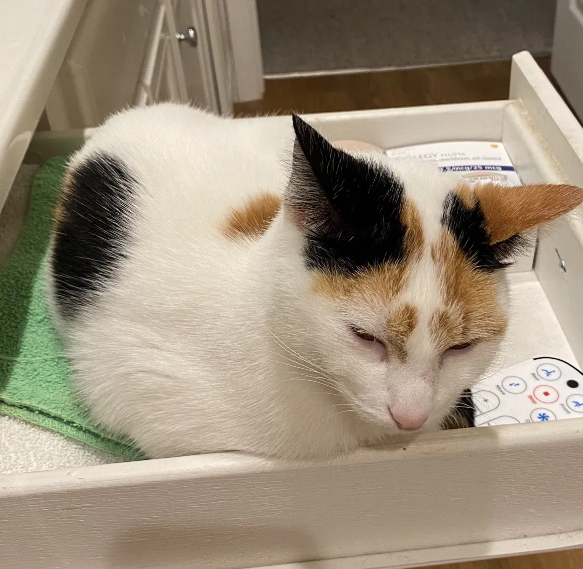 Lost cat in Shreveport, LA, 71129