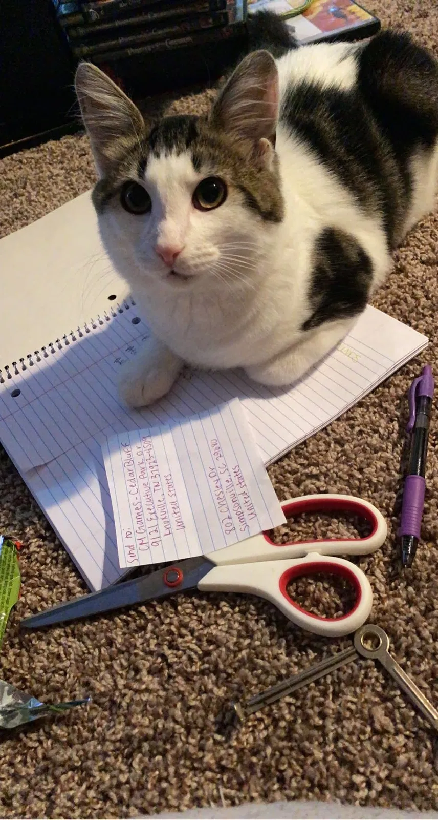 Lost cat in Simpsonville, SC, 29680