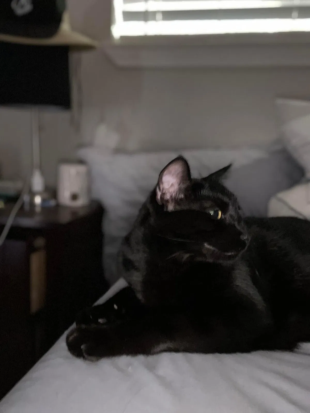 Lost cat in Vancouver, WA, 98683