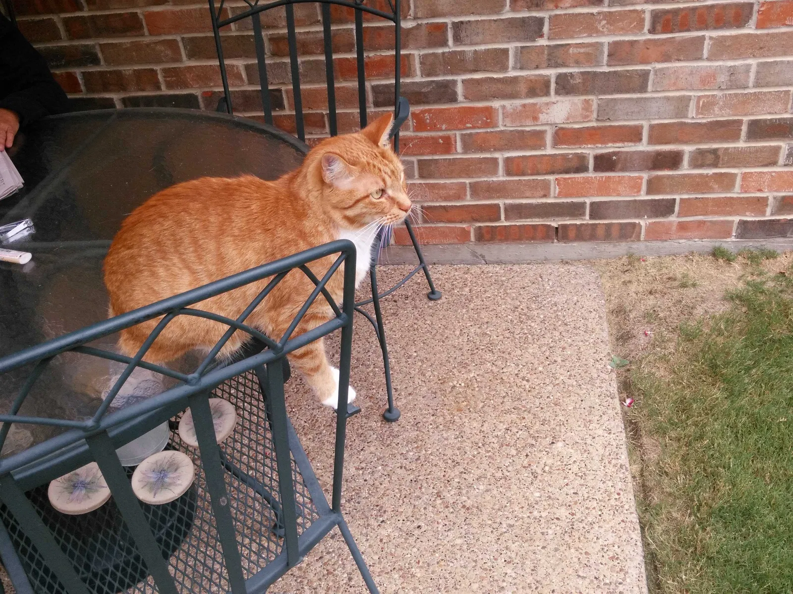 Lost cat in Carrollton, TX, 75006