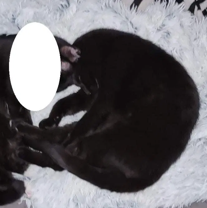 Lost cat in Stockbridge, MI, 49285