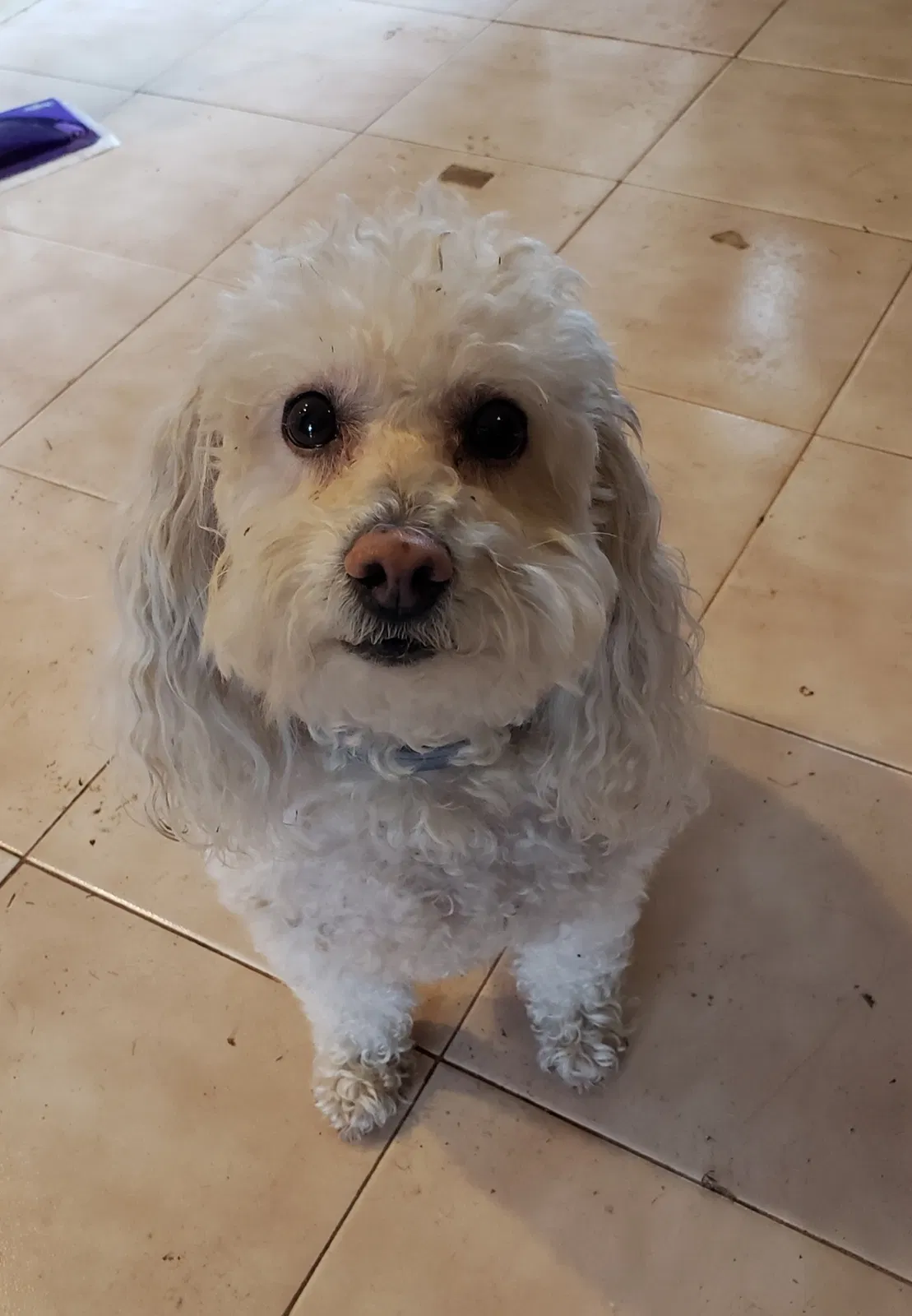 Lost dog in Houston, TX, 77076