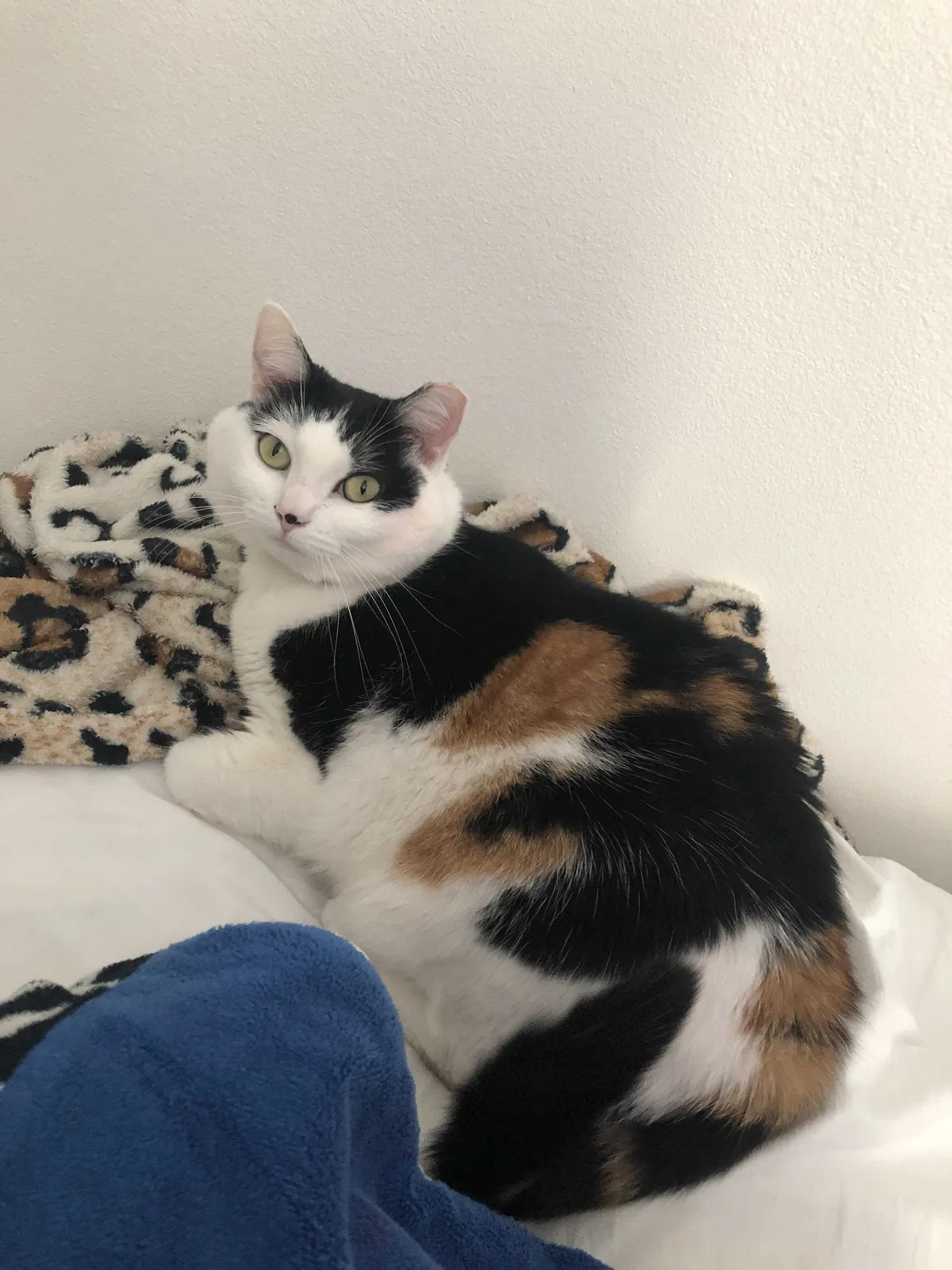 Lost cat in South Gate, CA, 90280