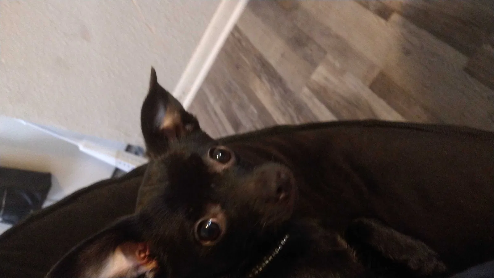 Lost dog in Oklahoma City, OK, 73114