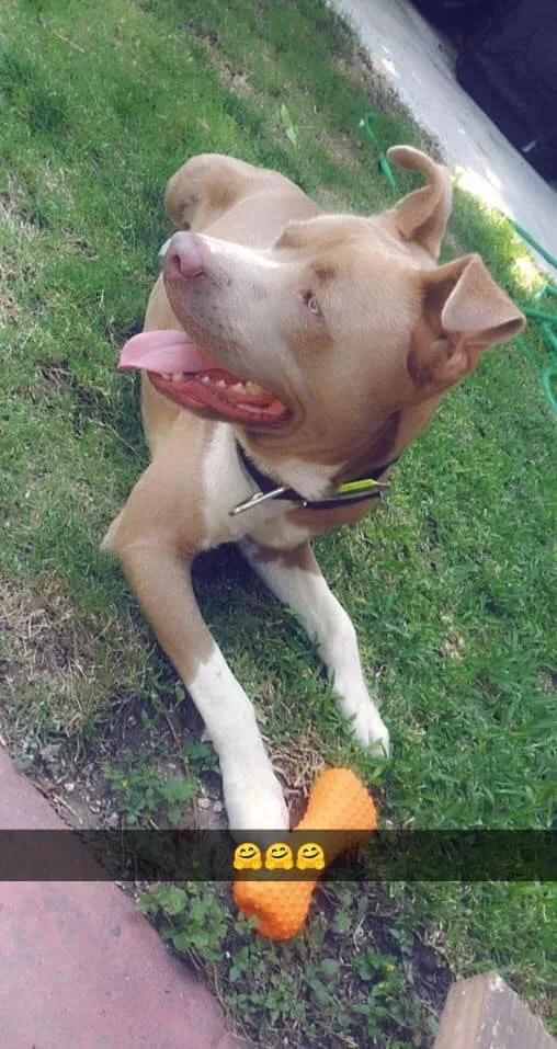 Lost dog in San Antonio, TX, 78203