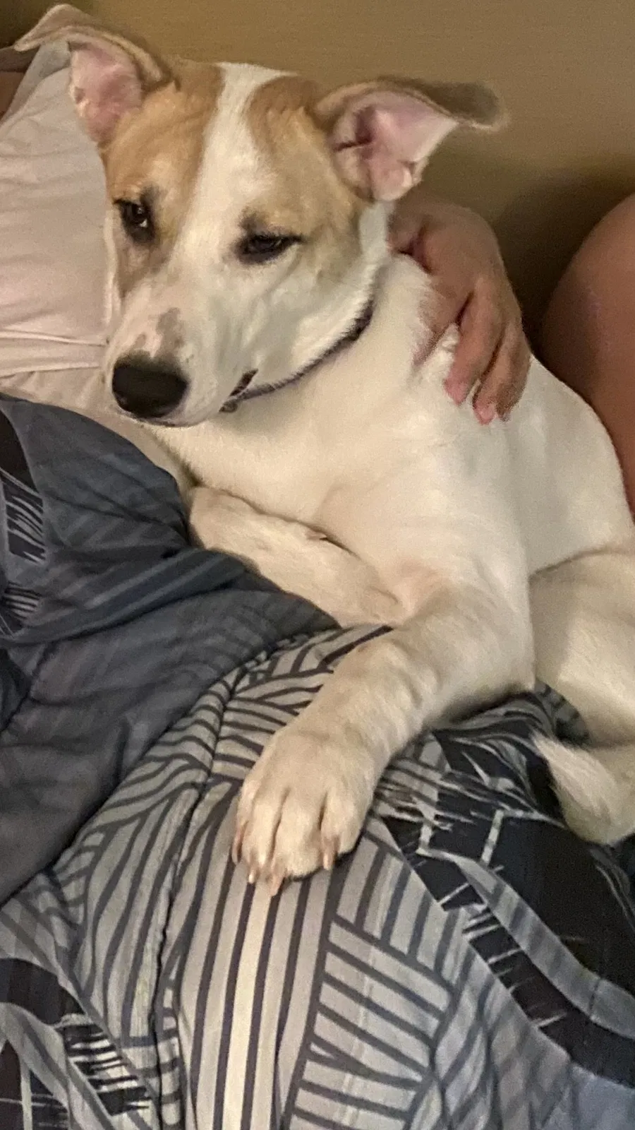 Lost dog in Las Vegas, NV, 89115
