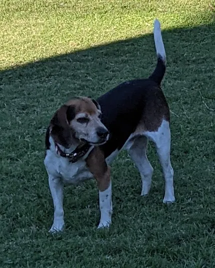 Lost dog in Glendale, AZ, 85301