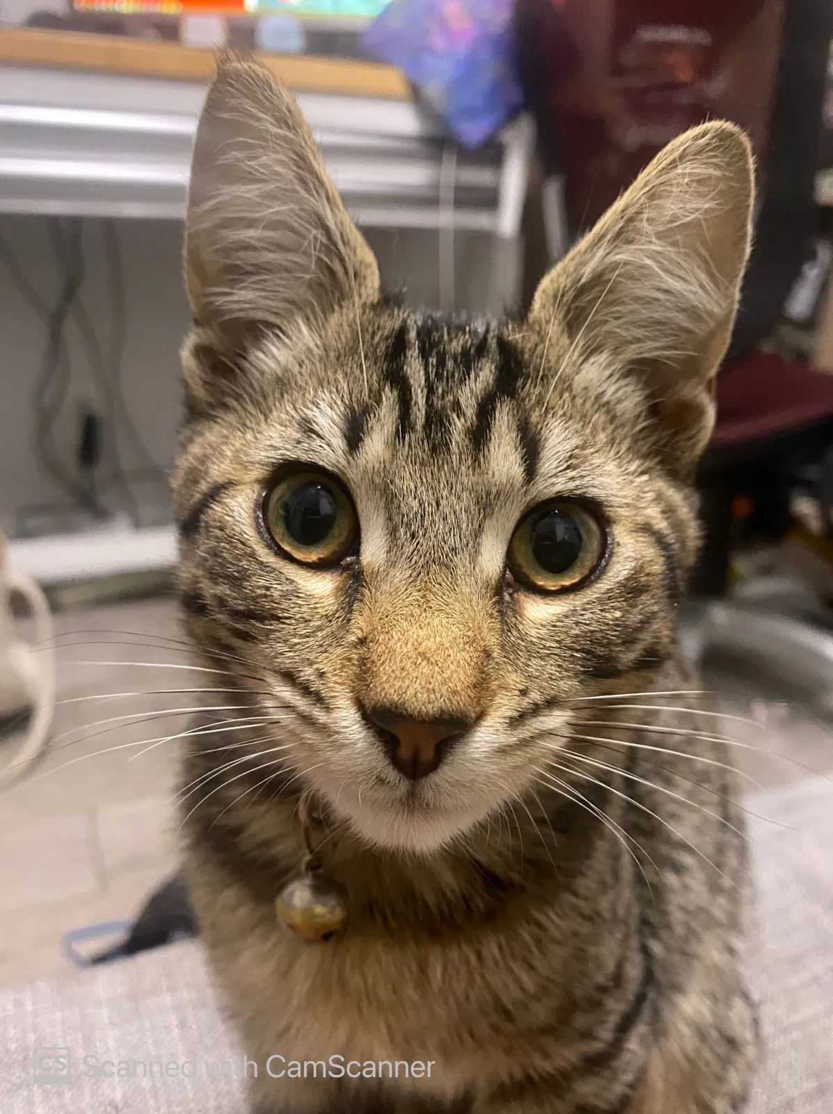 Lost cat in Los Angeles, CA, 90062
