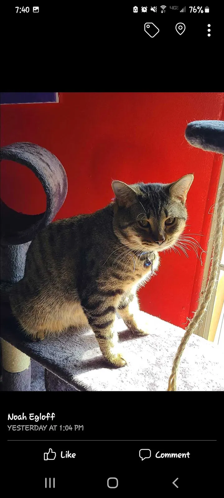 Lost cat in Erie, PA, 16509