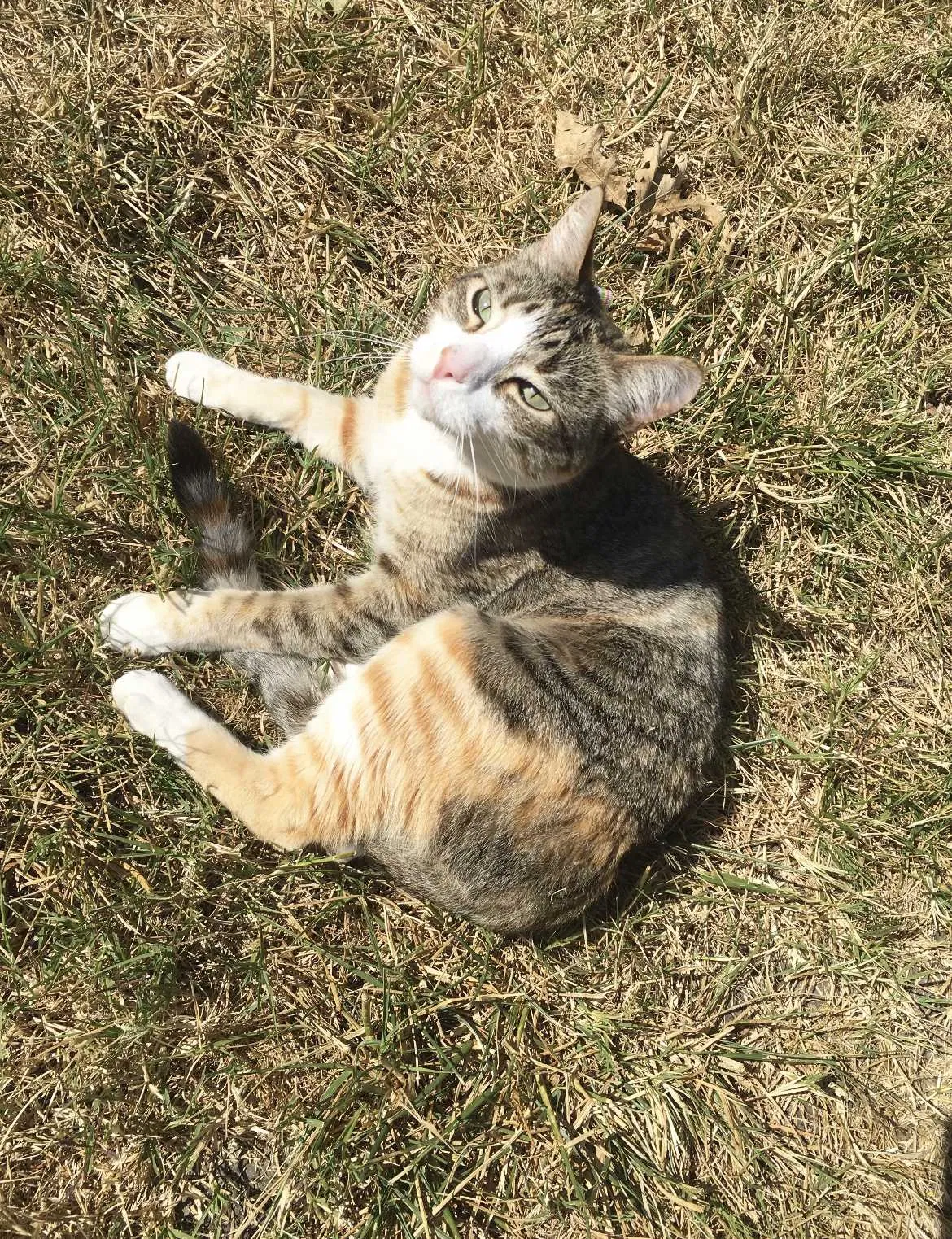 Lost cat in Roseville, CA, 95661