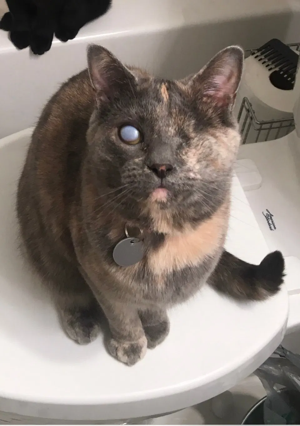 Lost cat in Lakewood, OH, 44107