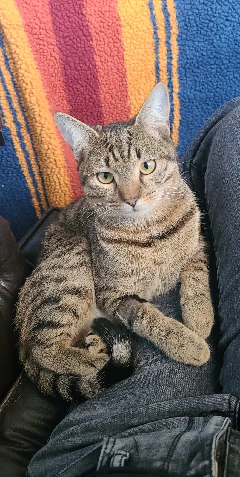 Lost cat in Orange, CA, 92865
