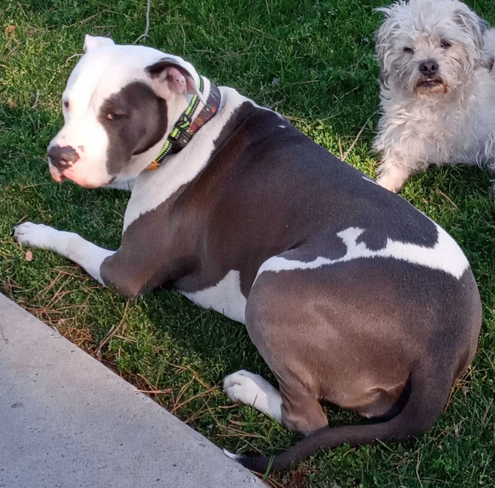 Lost dog in Phoenix, AZ, 85024
