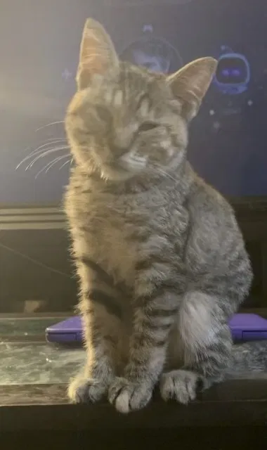 Lost cat in Mentor, OH, 44060