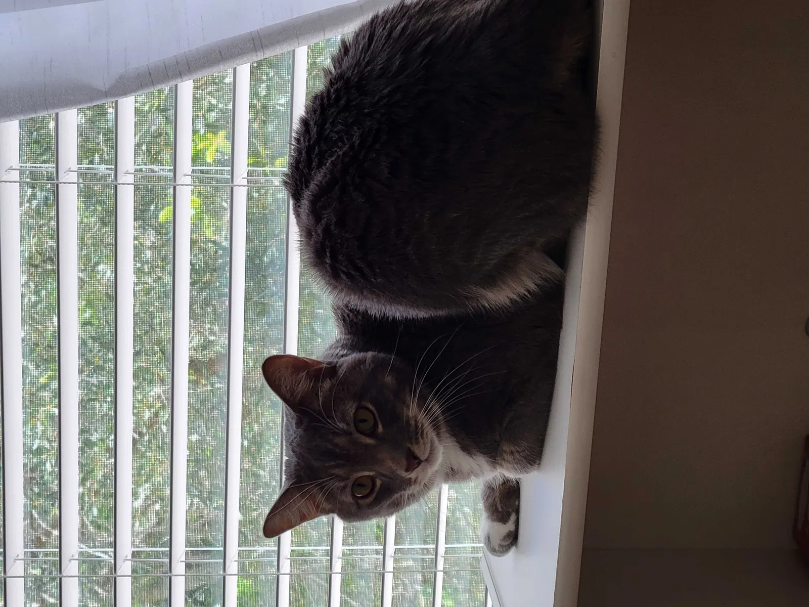 Lost cat in Wellington, FL, 33414