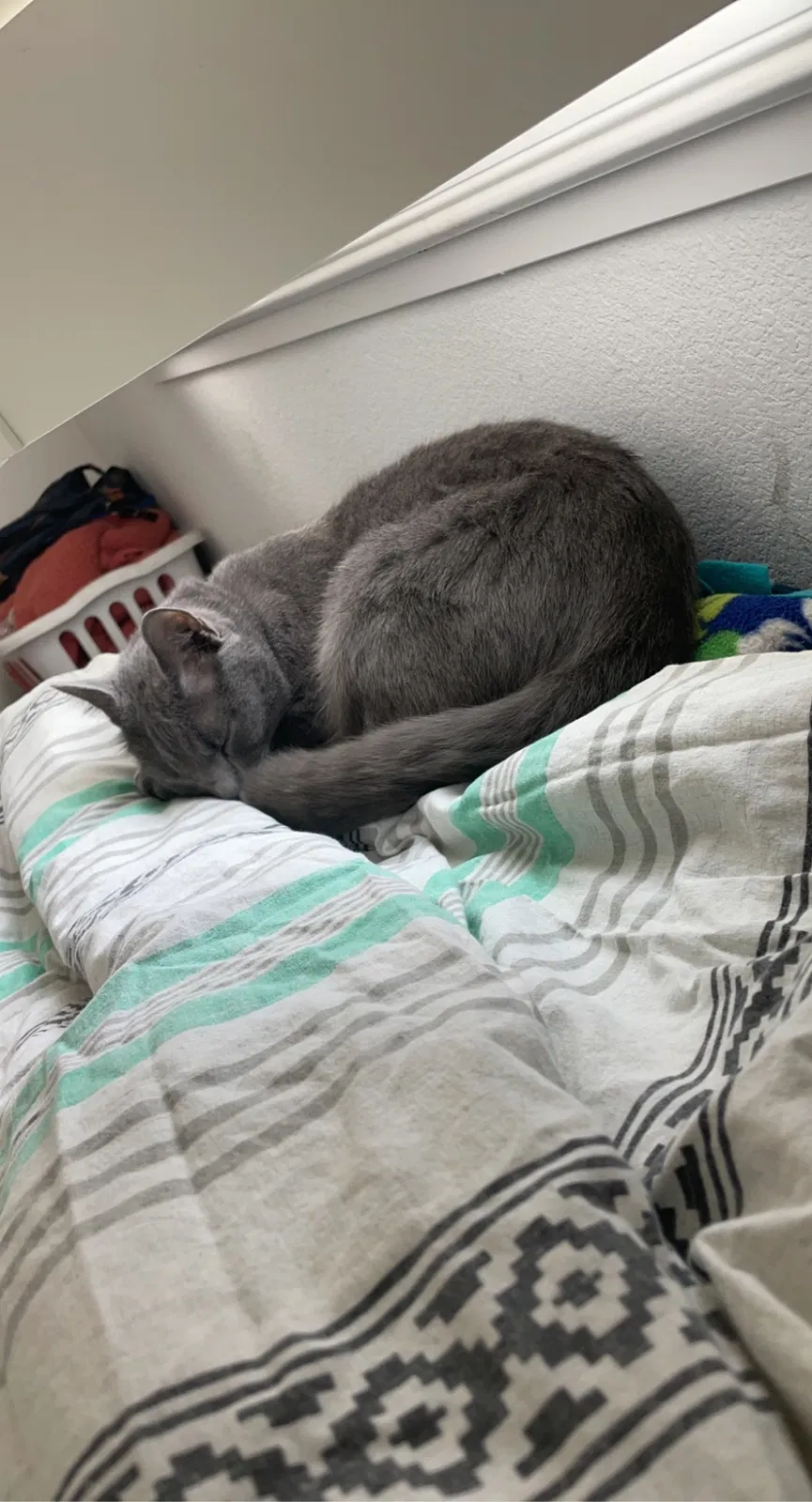 Lost cat in Roseville, CA, 95747
