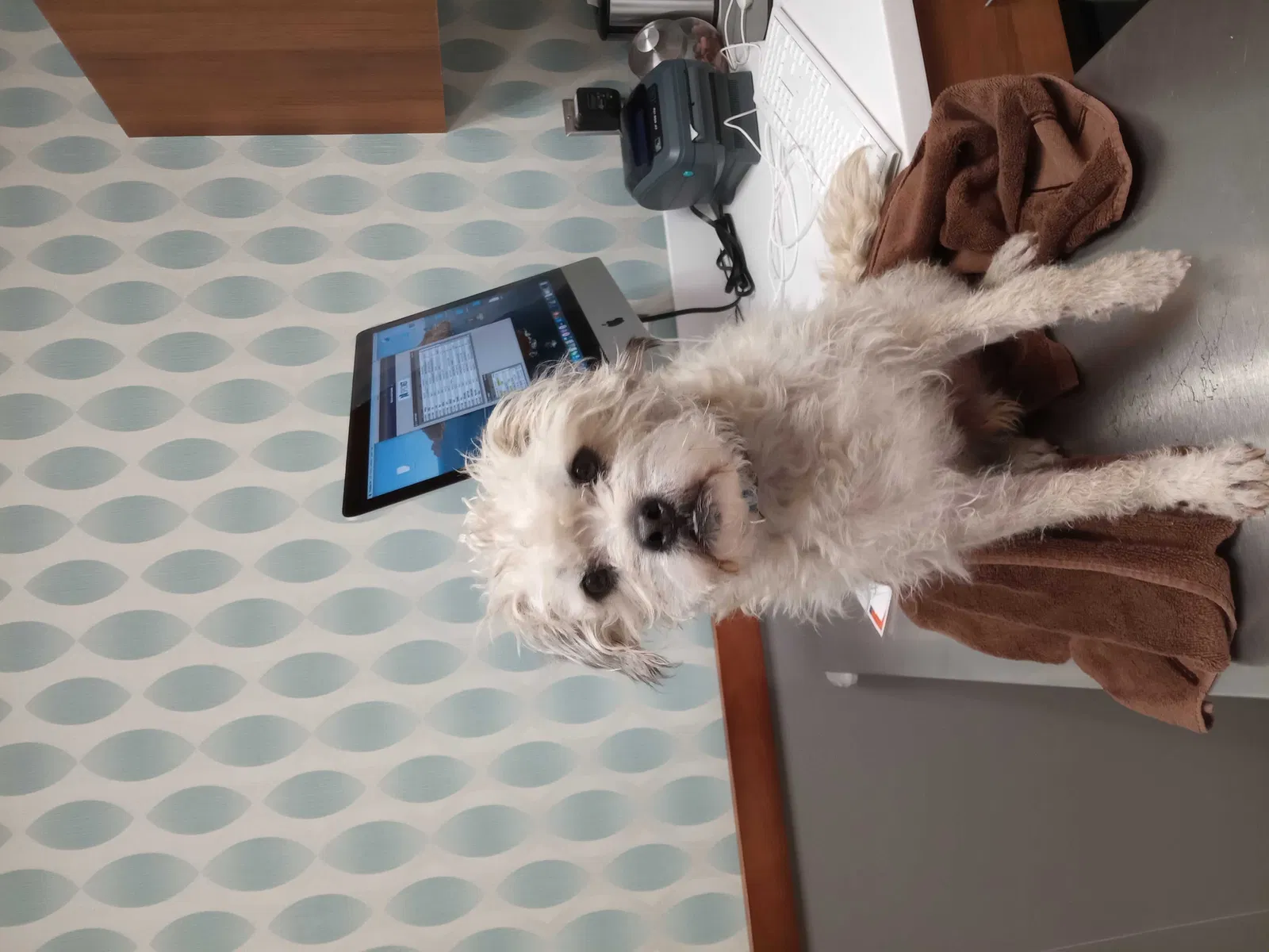 Lost dog in Phoenix, AZ, 85035