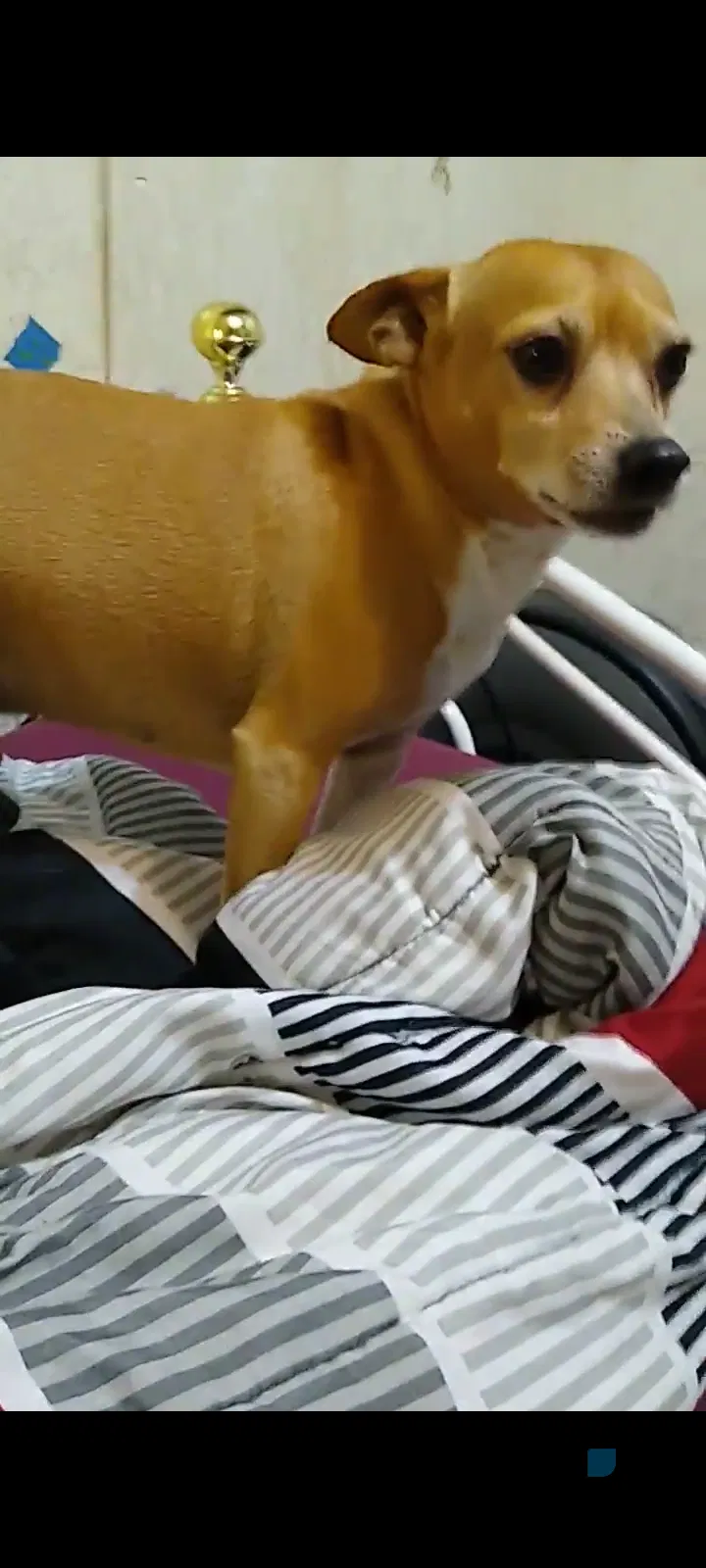 Lost dog in Tunnel Hill, GA, 30755