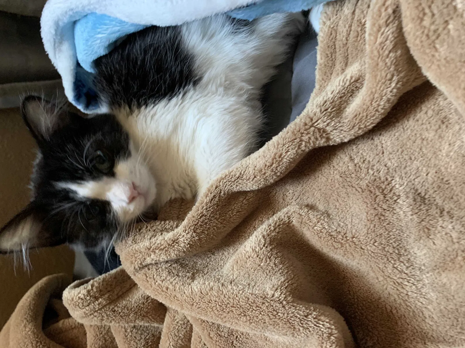 Lost cat in Anaheim, CA, 92808