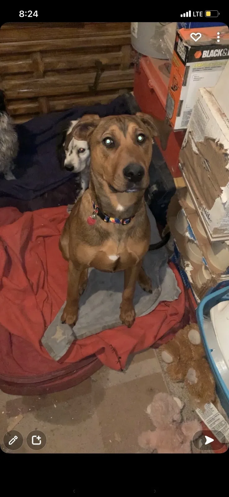 Lost dog in Denver, CO, 80219