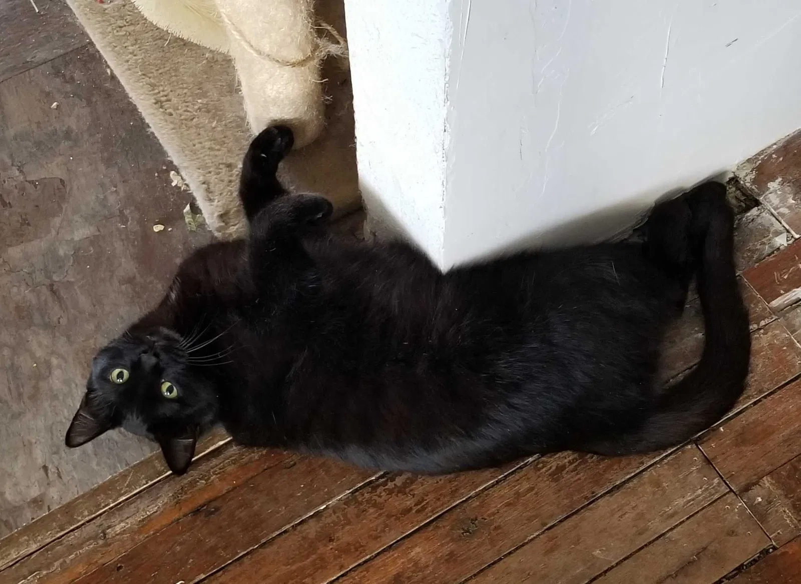 Lost cat in Temple, TX, 76501