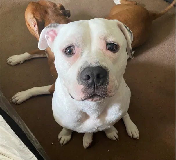 Lost dog in Las Vegas, NV, 89101