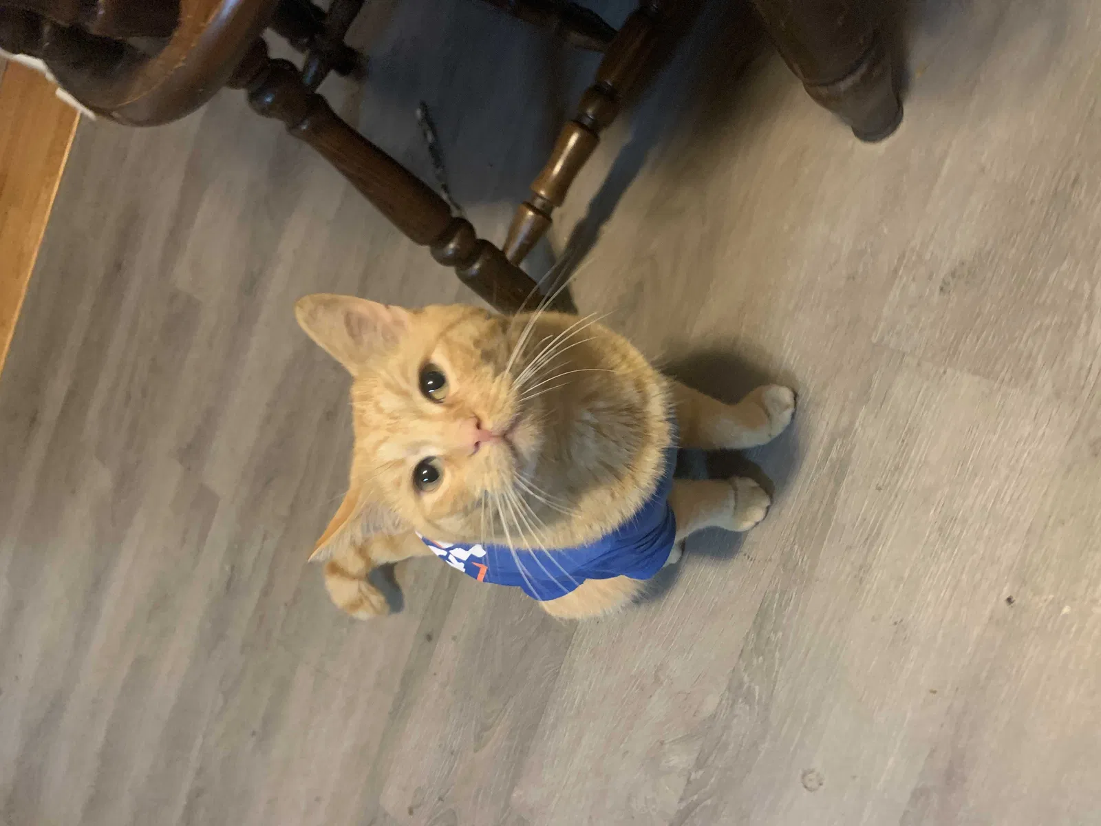 Lost cat in Kingsport, TN, 37660
