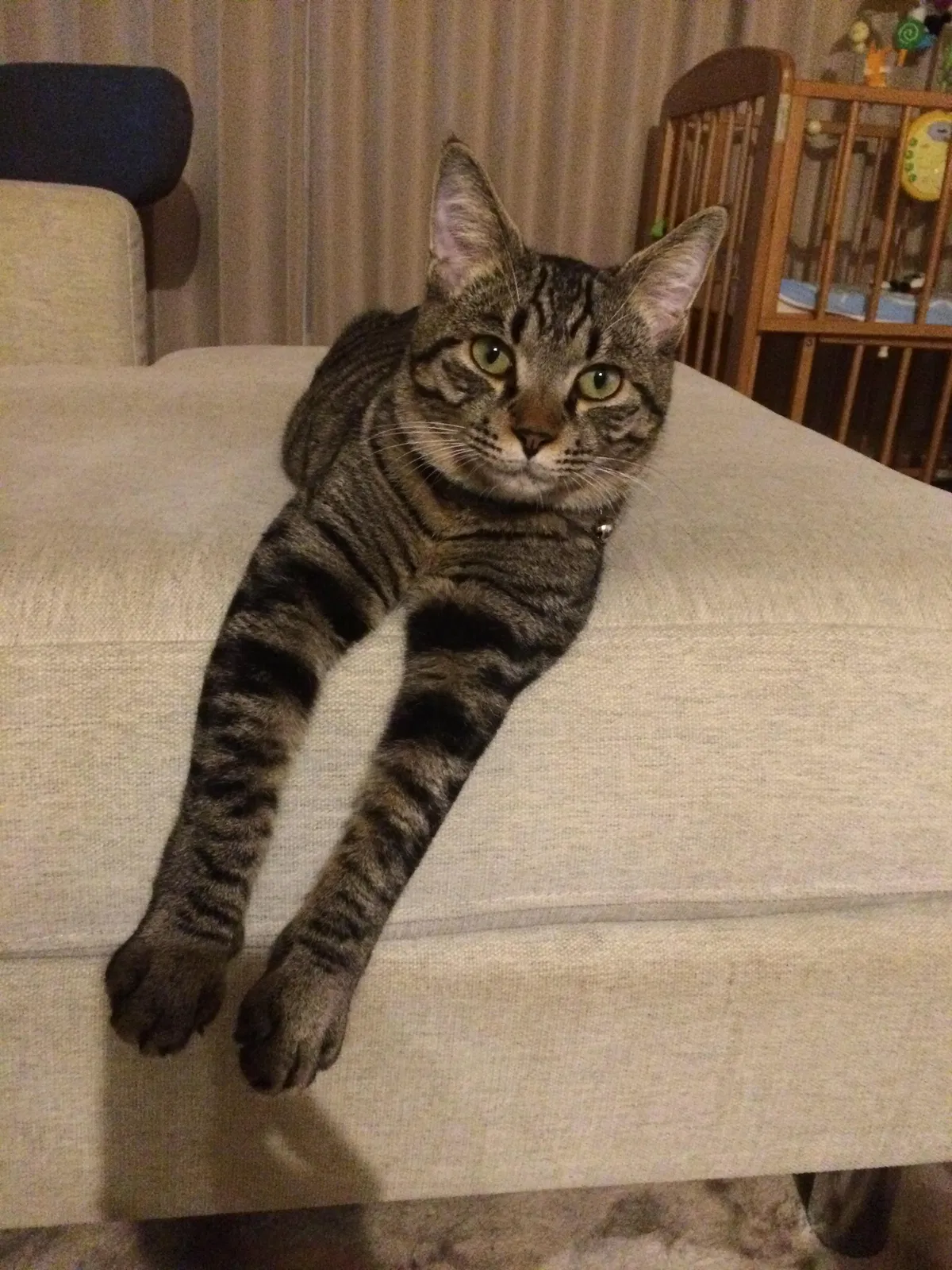 Lost cat in Dyess Afb, TX, 79607