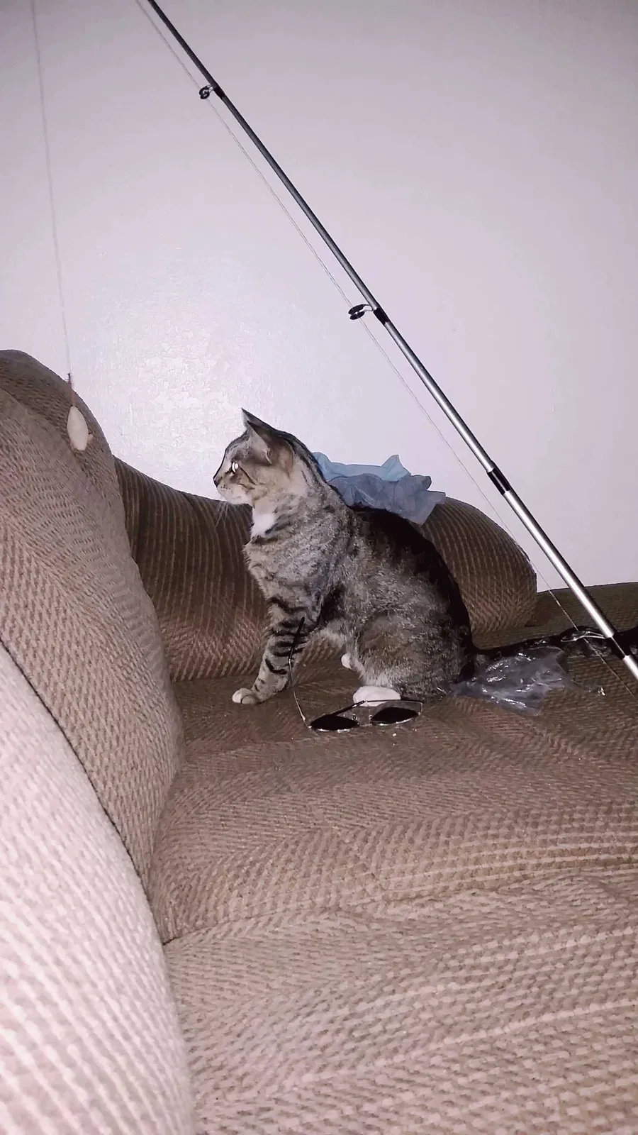 Lost cat in Rocklin, CA, 95677