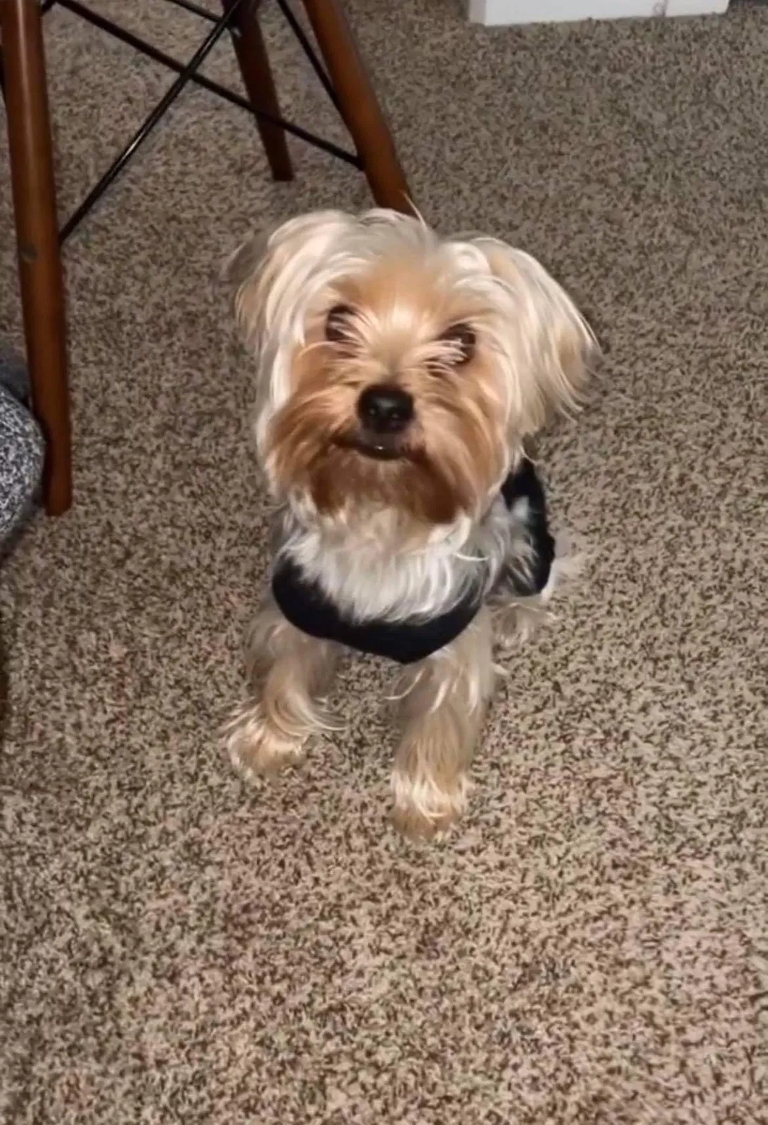 Lost dog in Lehi, UT, 84043
