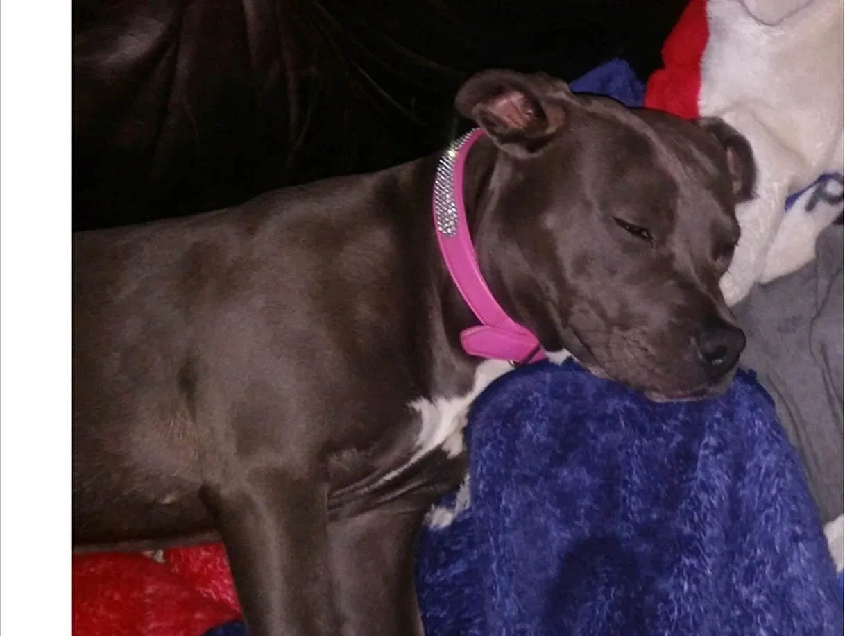 Lost dog in Atwater, CA, 95301