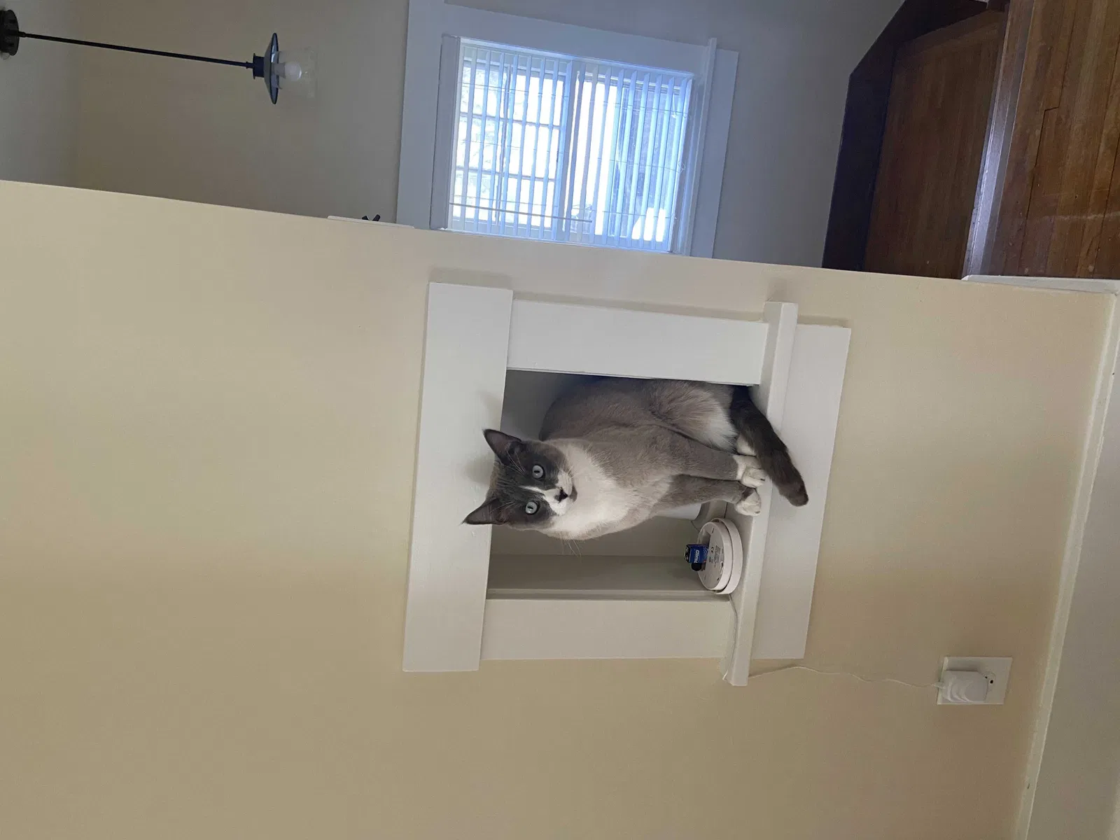 Lost cat in Wichita, KS, 67208
