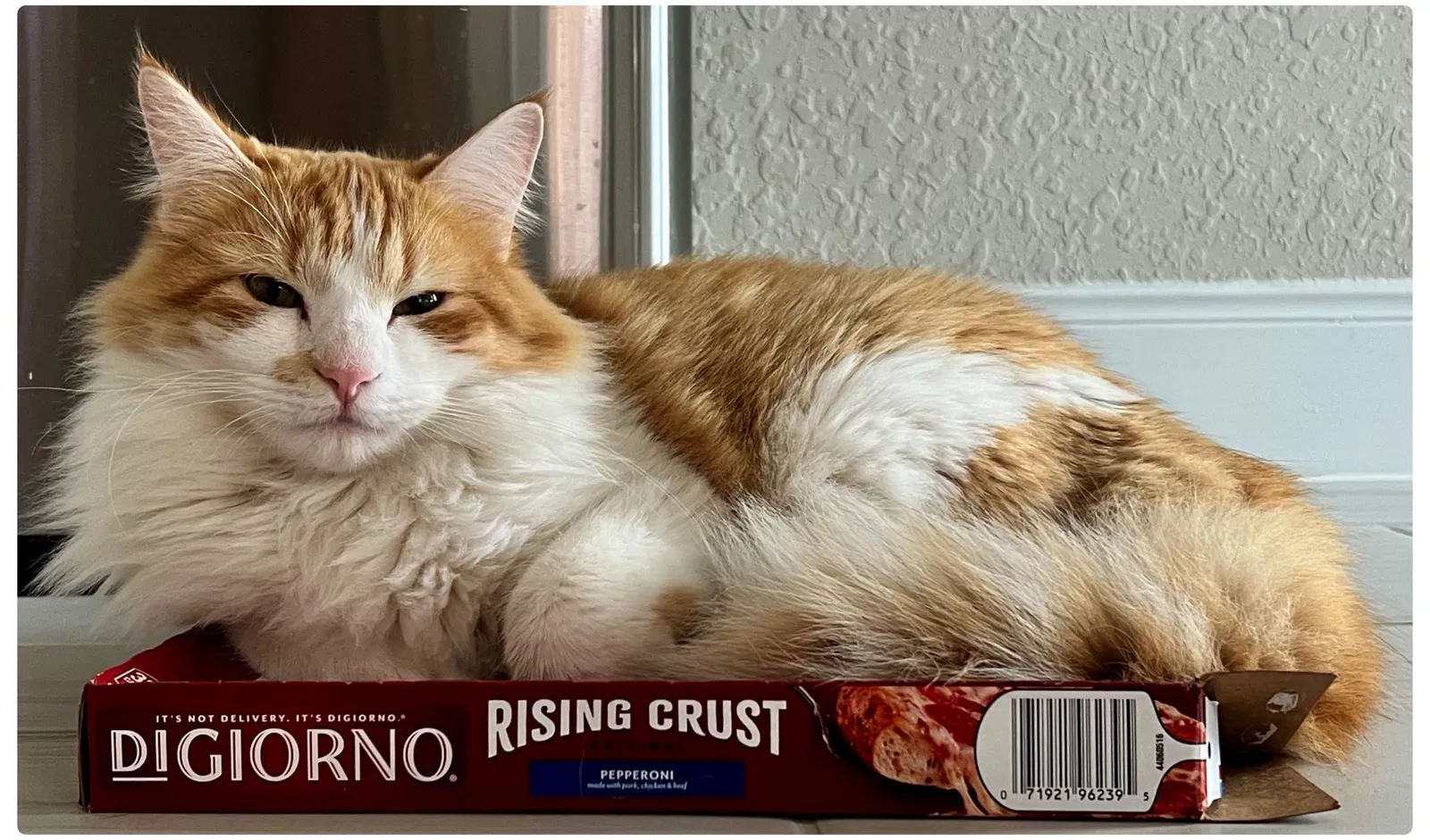 Lost cat in Cibolo, TX, 78108
