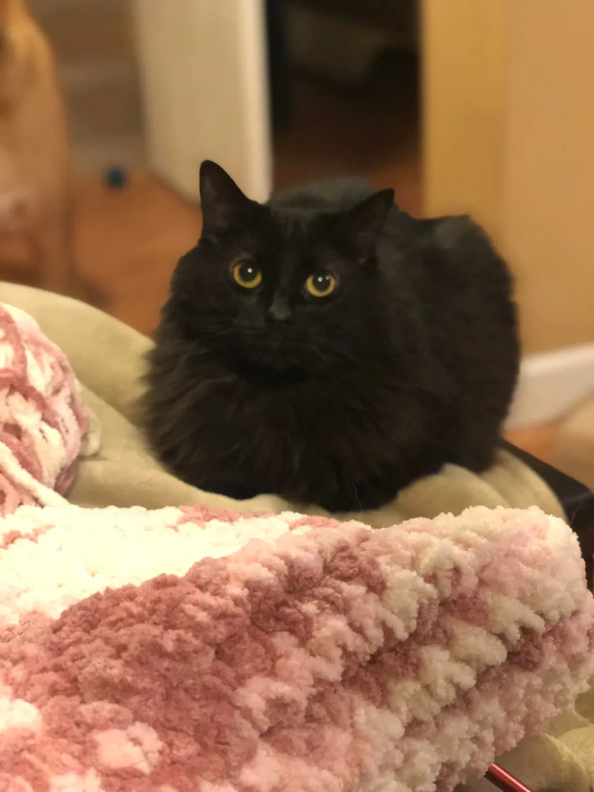 Lost cat in Saint Paul, MN, 55124