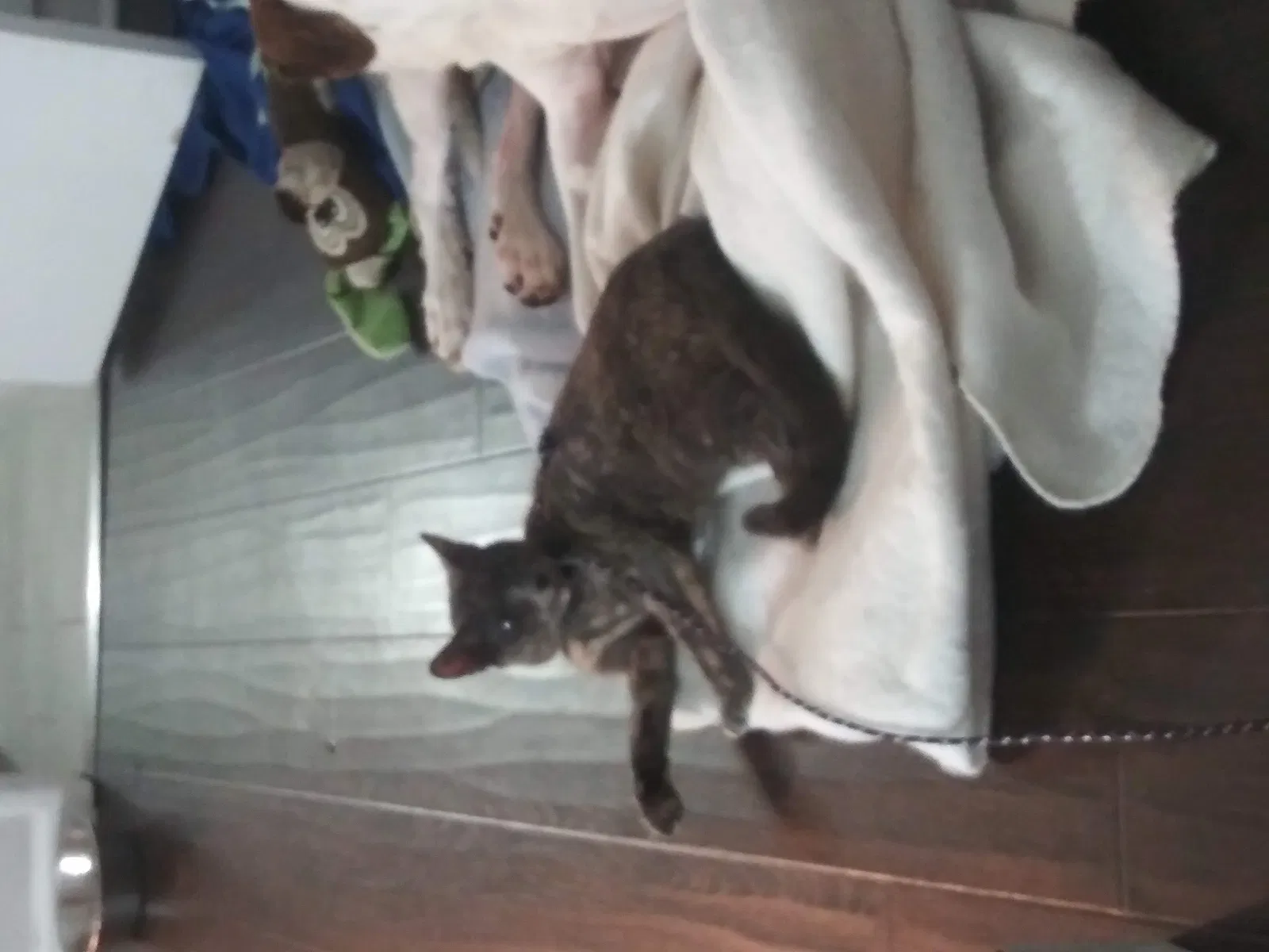 Lost cat in Palmdale, CA, 93550