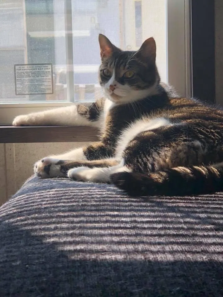 Lost cat in Fair Haven, MI, 48023