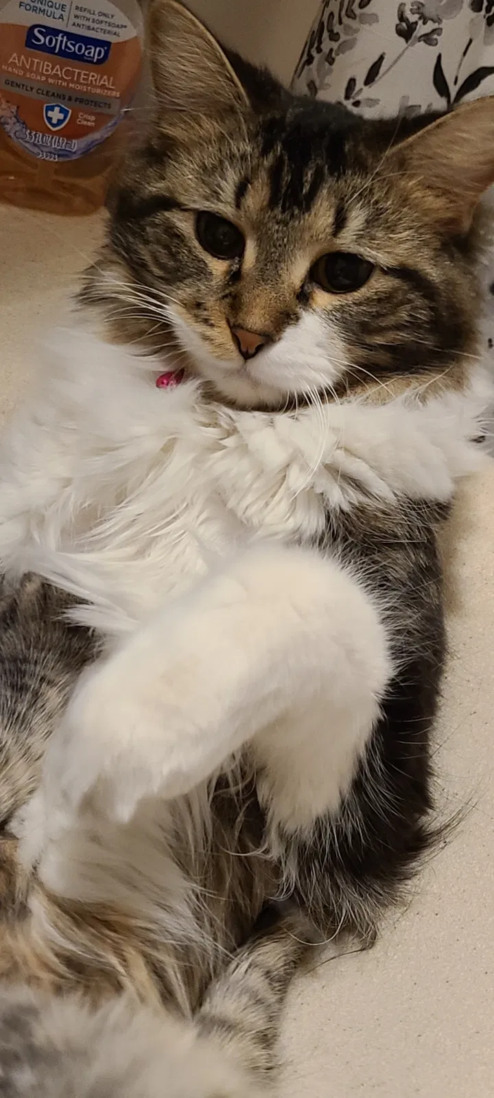 Lost cat in Romeoville, IL, 60446