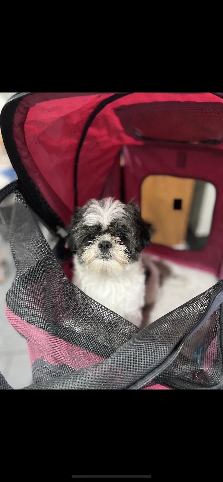 Lost dog in Indianapolis, IN, 46226